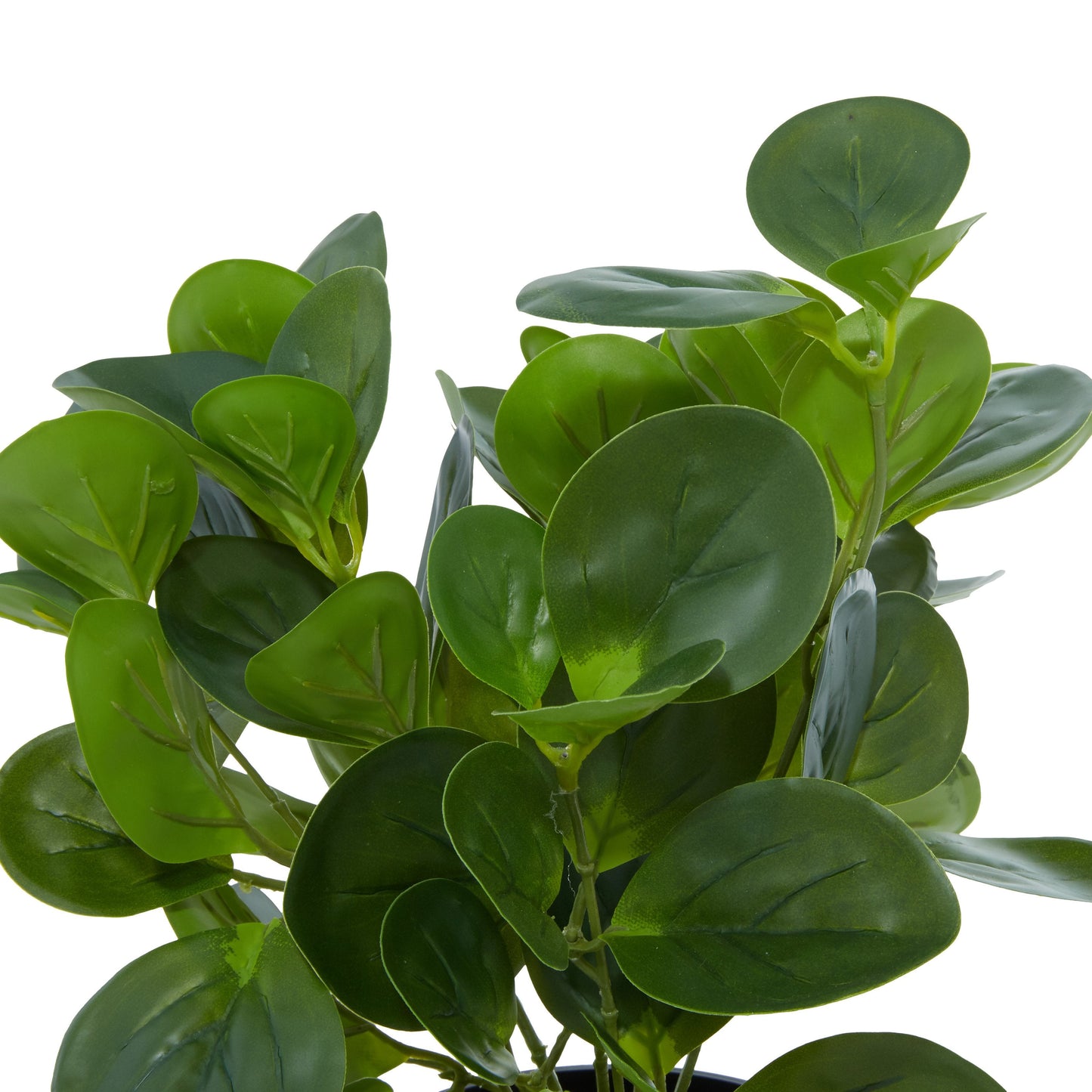 Plante Peperomia artificielle