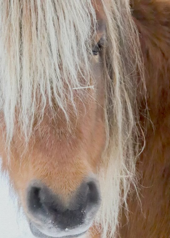 Œuvres d'art encadrées Poni