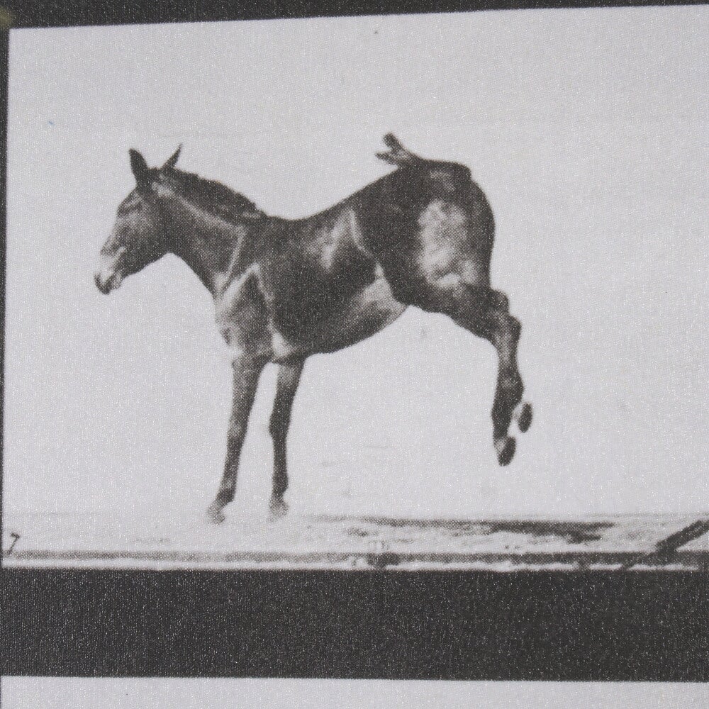 Art mural « Bucking and Kicking »