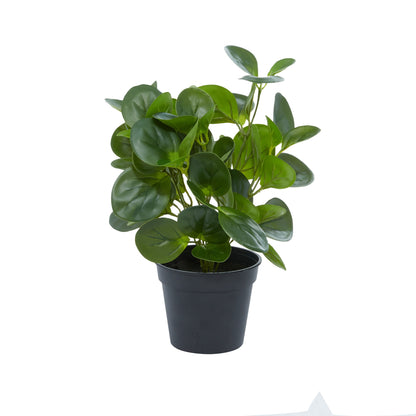 Plante Peperomia artificielle