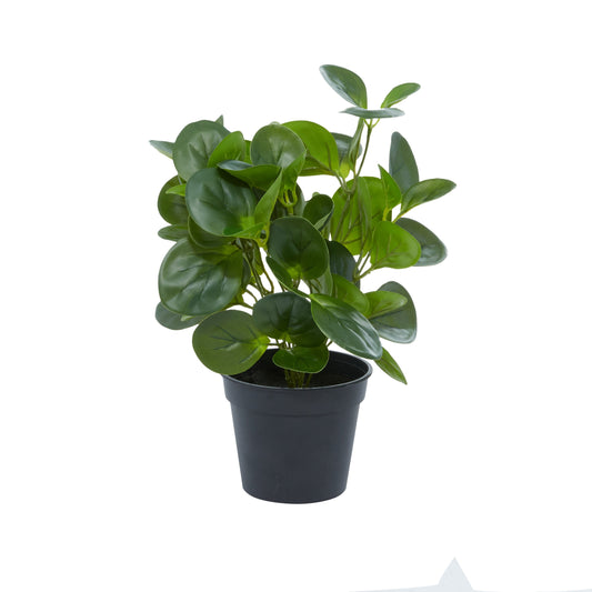 Plante Peperomia artificielle