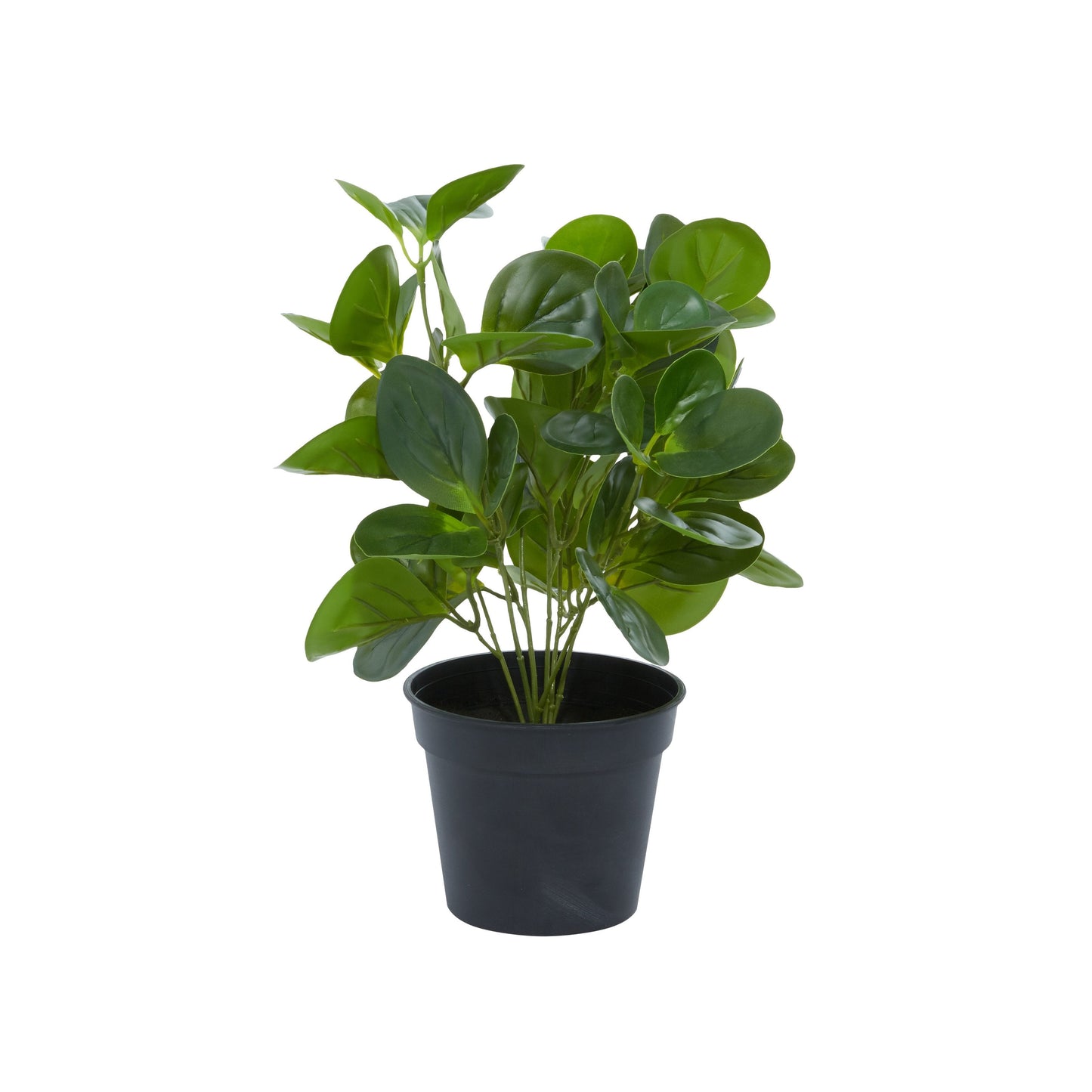 Plante Peperomia artificielle