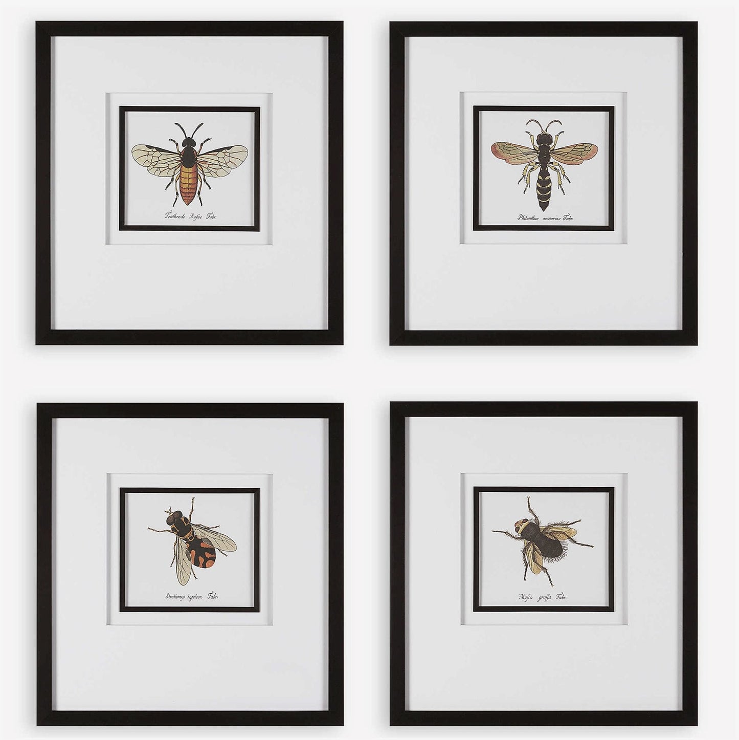 Estampes encadrées d'Anthophila