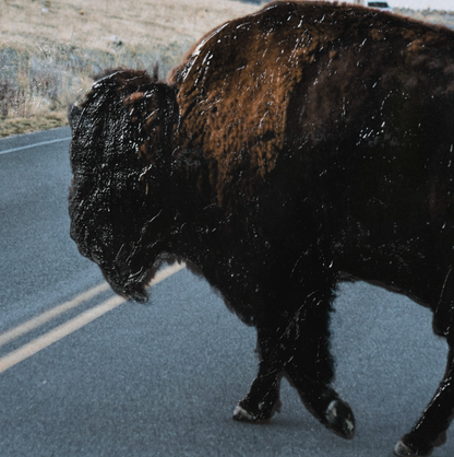 Estampe artistique Bison Crossing