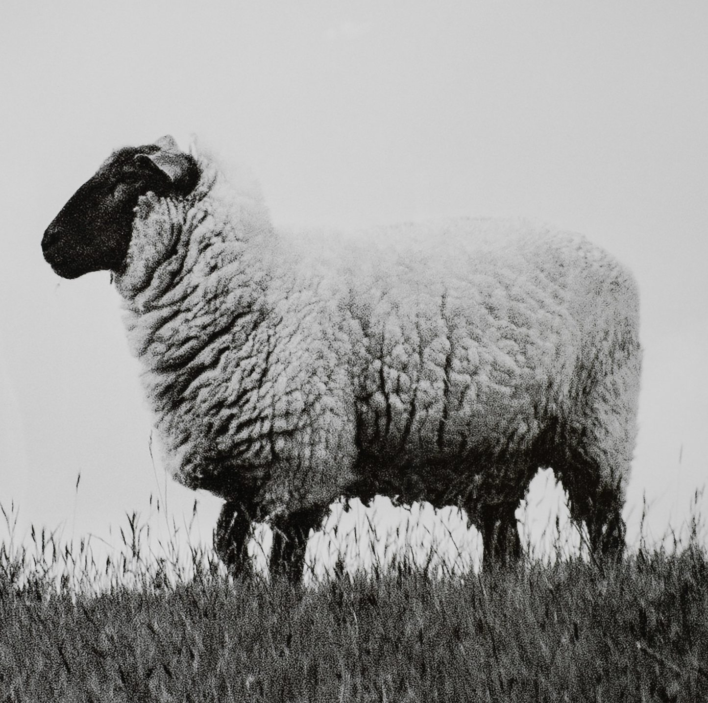 Lady Sheep II