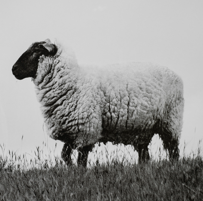 Lady Sheep II