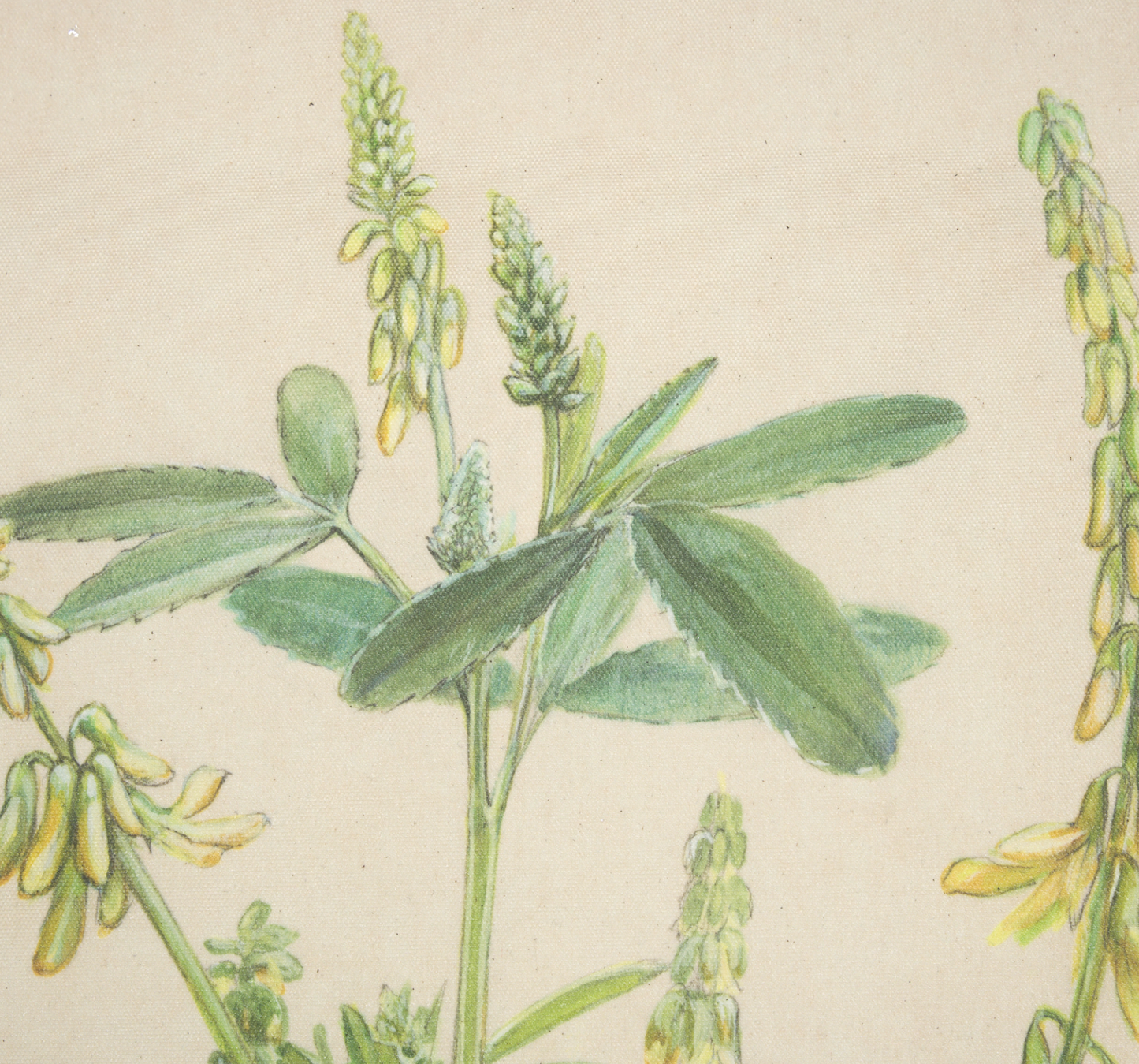 Étude botanique - Tableau mural