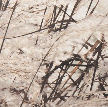 Ensemble de 2 tableaux muraux « Mélodie de la nature »