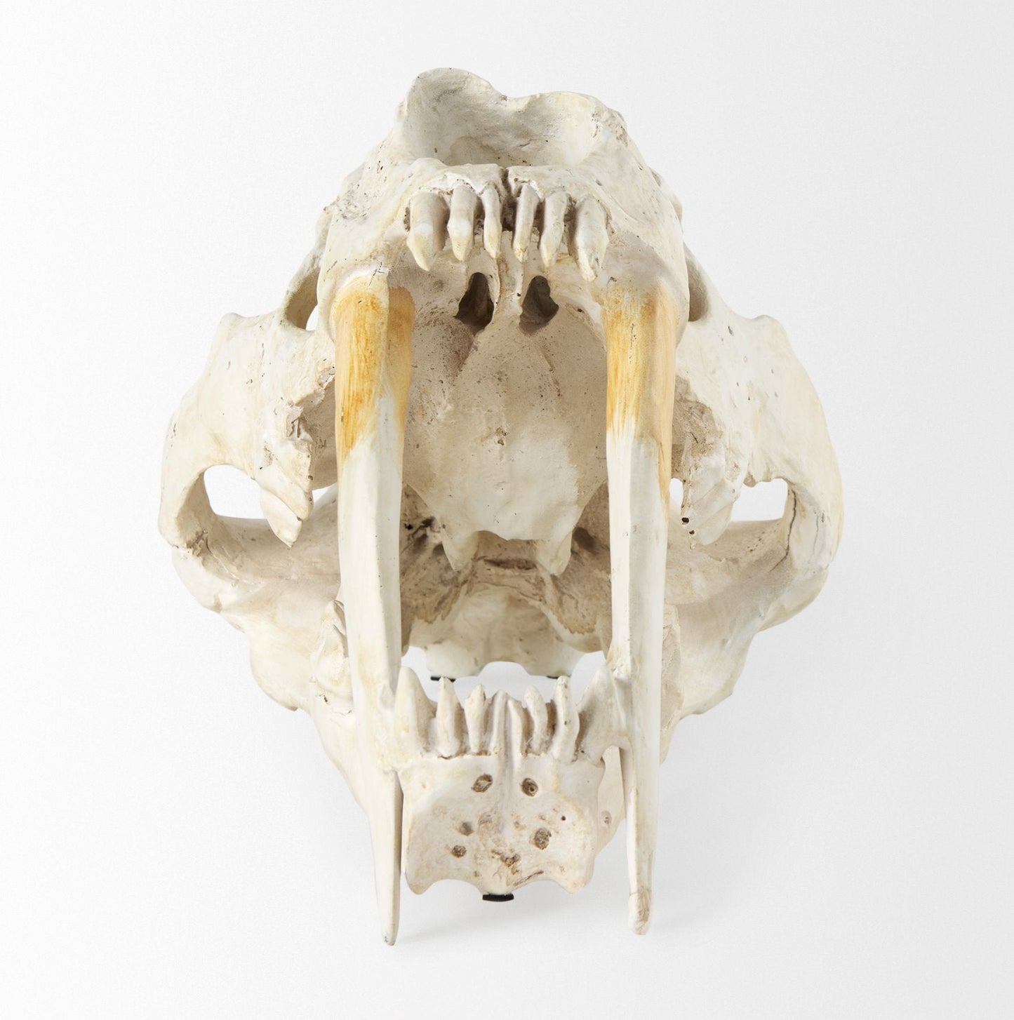 Réplique de crâne de tigre à dents de sabre