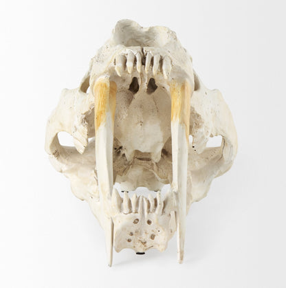 Réplique de crâne de tigre à dents de sabre