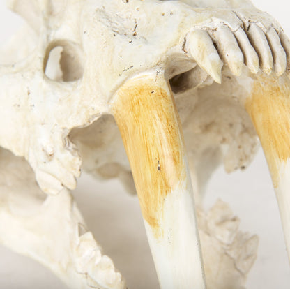 Réplique de crâne de tigre à dents de sabre