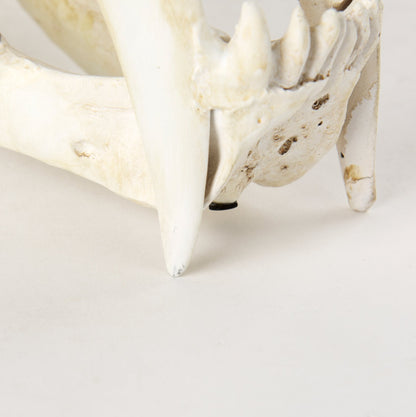 Réplique de crâne de tigre à dents de sabre