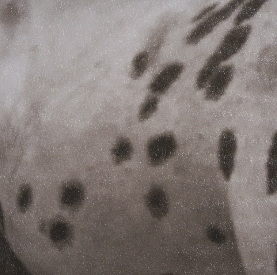 Estampe encadrée Spotted Solo