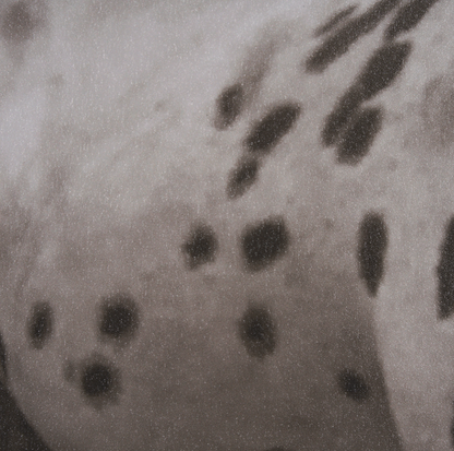 Estampe encadrée Spotted Solo