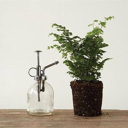 Brumisateur pour plantes en verre