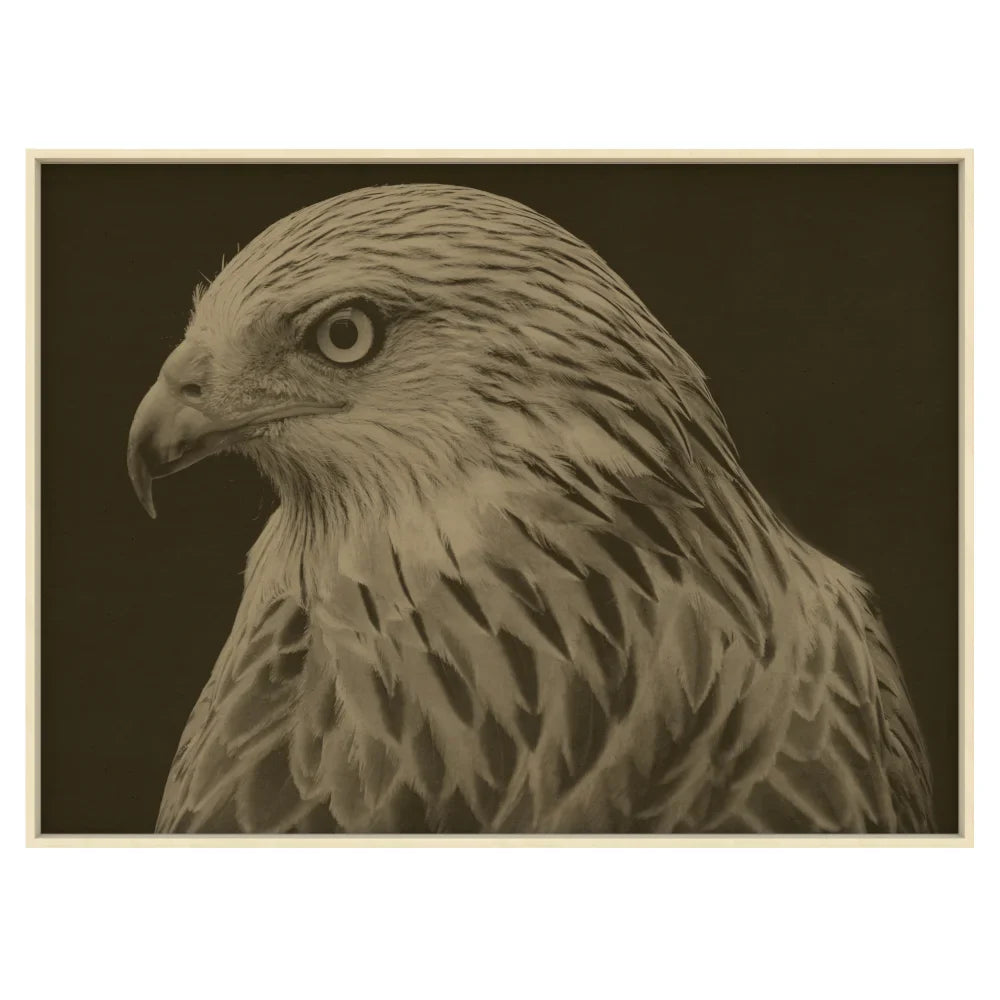 Œuvre d'art représentant un faucon, encadrée en érable.