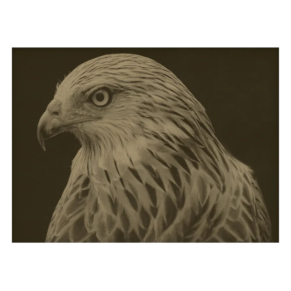 Œuvre d'art représentant un faucon, encadrée en érable.